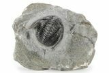 Detailed Cornuproetus Trilobite Fossil - Morocco #245261-4